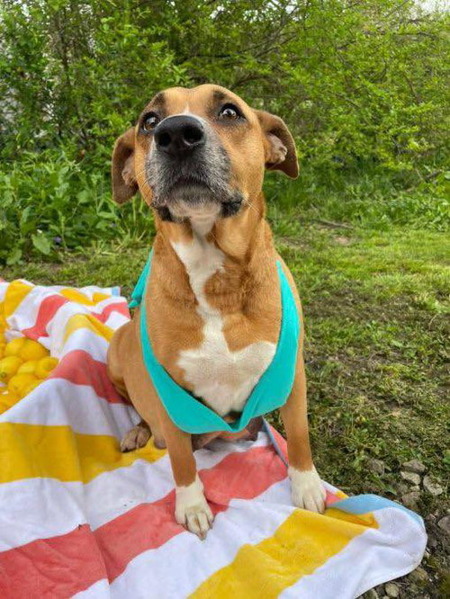 picture of the dog needing adoption