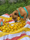 Penelope (Penny) - Photo 2