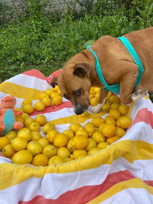 PENELOPE (PENNY) - Unknown available for adoption