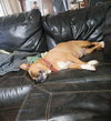 Penelope (Penny) - Photo 4