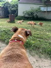 Penelope (Penny) - Photo 5
