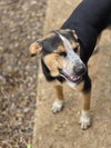 Finn - Photo 2