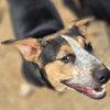 Finn - Photo 5