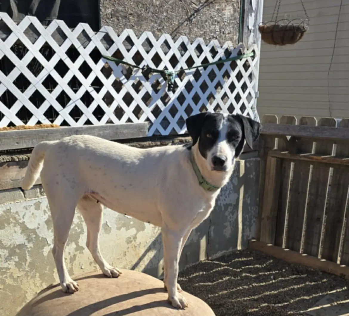 River - Hound Mix