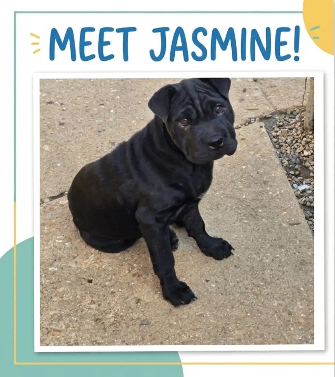 Jasmine - Shar Pei