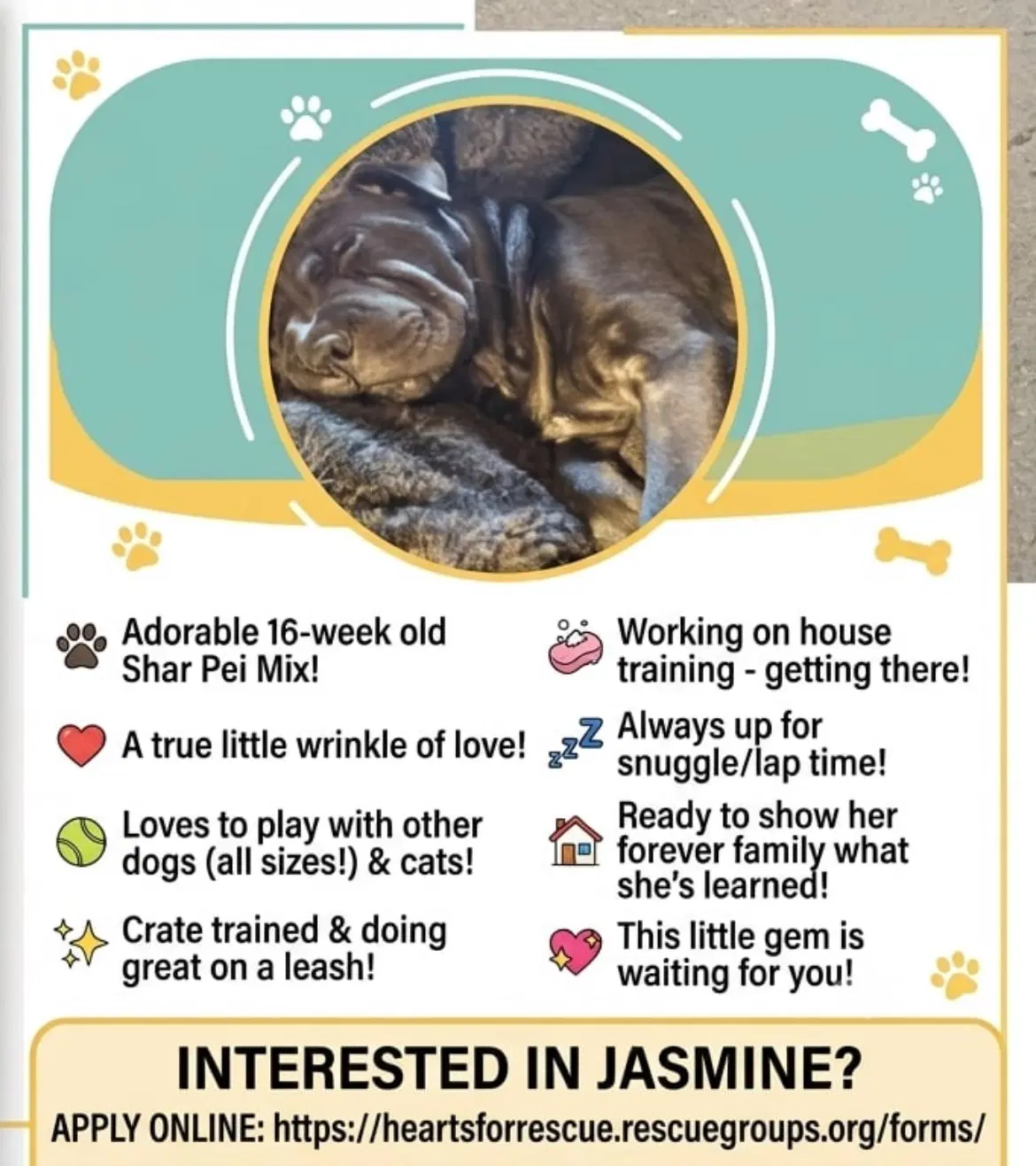 Jasmine image 2