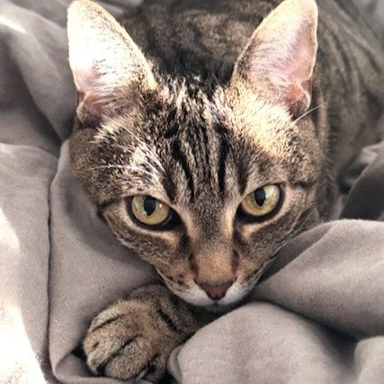 RUBY - Domestic Short Hair available for adoption