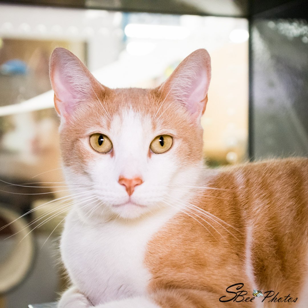 adoptable Cat in Kissimmee, FL named Cheetos