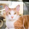 adoptable Cat in kissimmee, FL named Cheetos