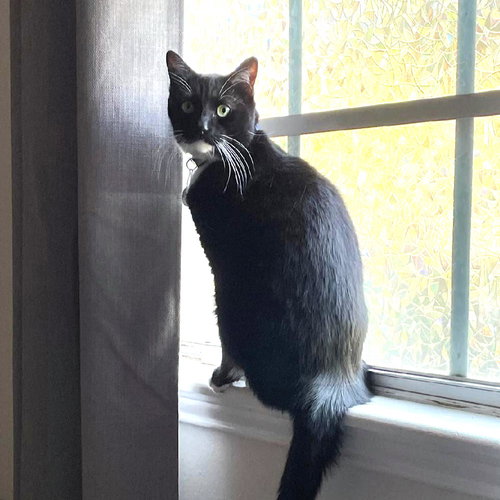 Fred, Adult Domestic Short Hair / Mixed (short coat), cat for adoption in St. Cloud, Florida