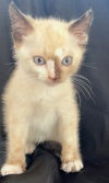 Chanel Maciel Mar 2022