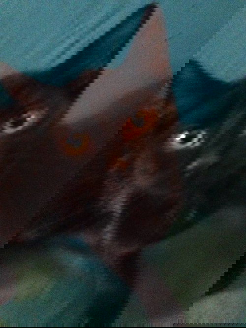 Rocket Dog May 2017