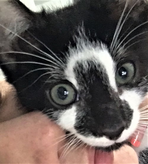 Apollo Pena May 2020