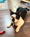 Tigger Myers Feb 2021