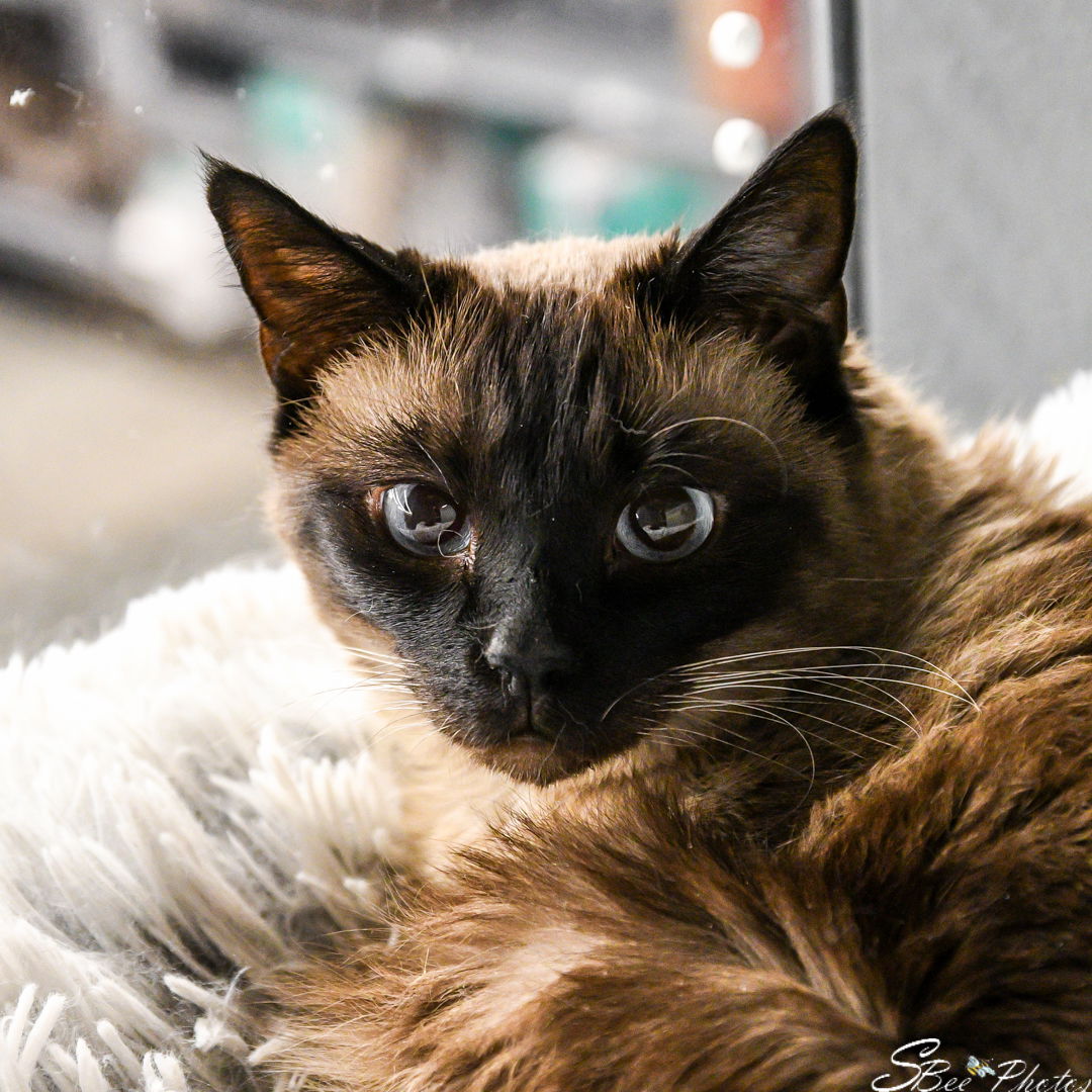 adoptable Cat in Kissimmee, FL named Star