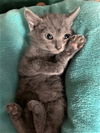 Ash now Mogget McTammany Mar 2020