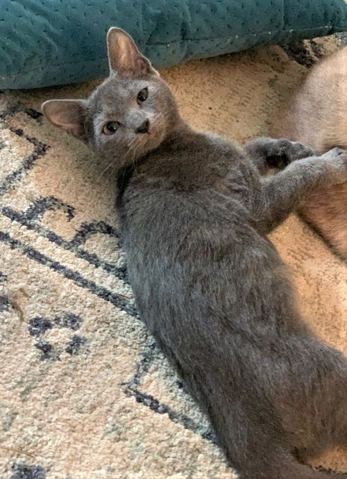 Ash now Mogget McTammany Mar 2020