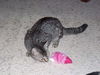 Rosie Stanevich Nov 2008