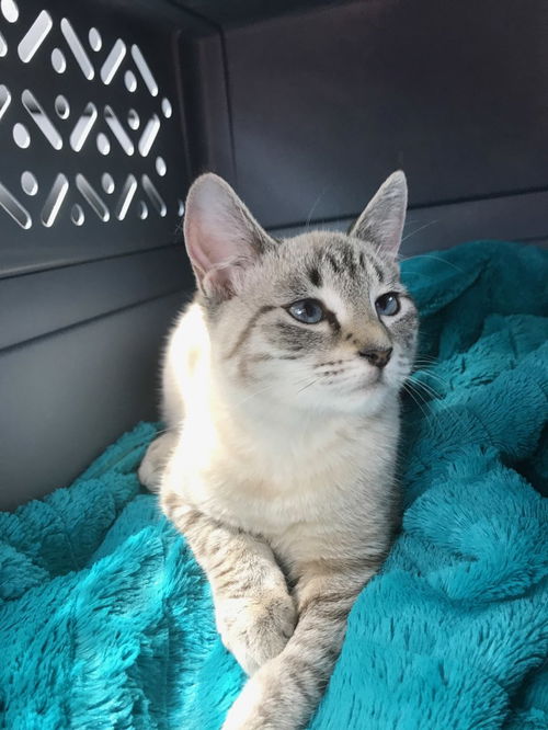 Beignet fka Tabitha Whiddon Apr  2018
