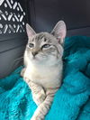 Beignet fka Tabitha Whiddon Apr  2018