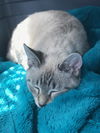 Beignet fka Tabitha Whiddon Apr  2018