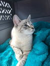 Beignet fka Tabitha Whiddon Apr  2018