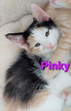 Pinky now Ellie Cauble Apr 2021