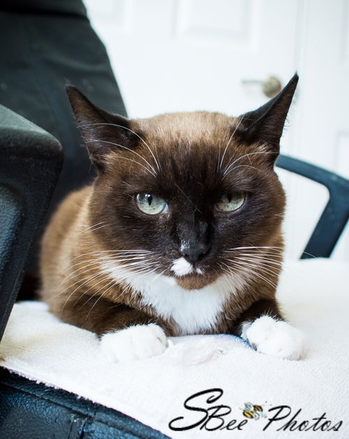 Jewel --> Macchiato Condo Jan 2013