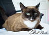 Jewel --> Macchiato Condo Jan 2013