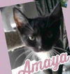Amaya Sanchez Nov 2018