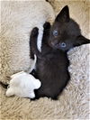 Stitch Rivera Jul 2020