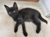 Stitch Rivera Jul 2020