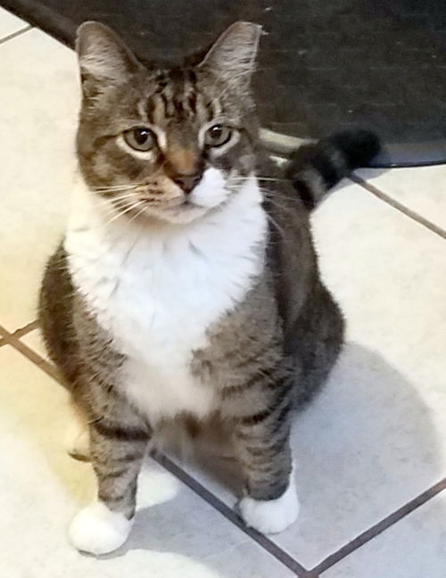 Kittypuss Tierney 2017