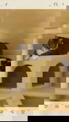 Kittypuss Tierney 2017