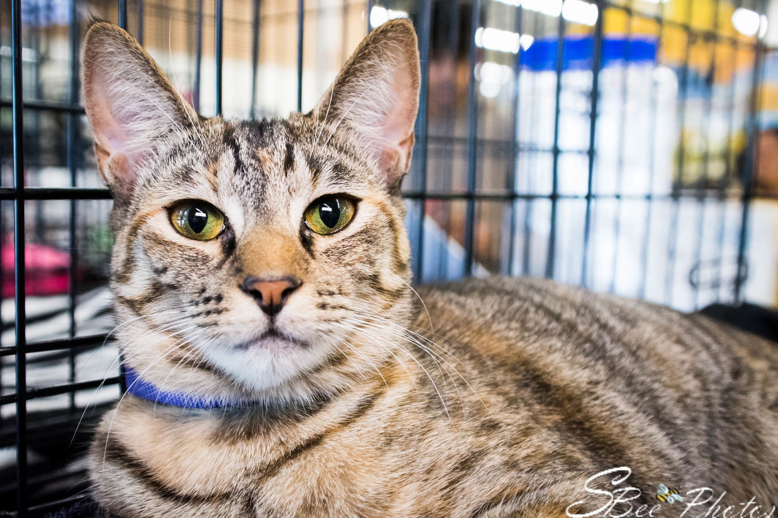 adoptable Cat in Saint Cloud, FL named Delaney