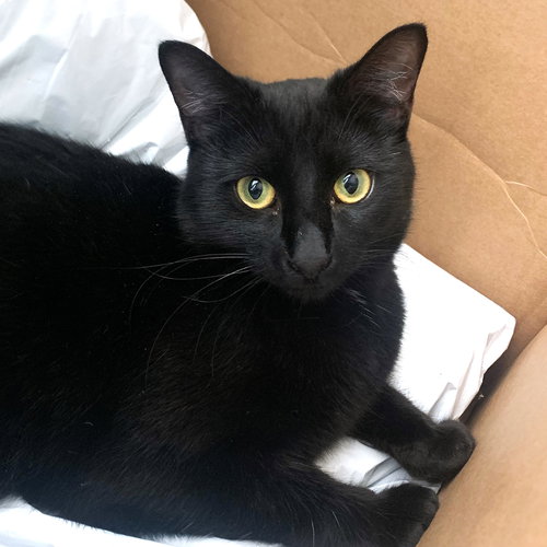 Rizzo, Adult Domestic Short Hair / Mixed (short coat), cat for adoption in St. Cloud, Florida