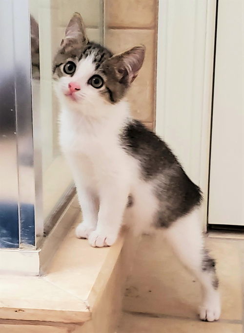 Cinnamon now Frankie Russell Mar 2020