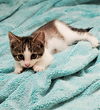 Cinnamon now Frankie Russell Mar 2020