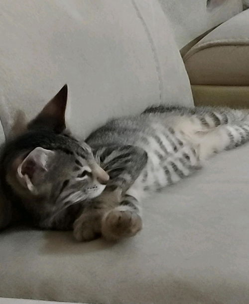 Jaxson Rohrback Mar 2019 Assumed  DECEASED