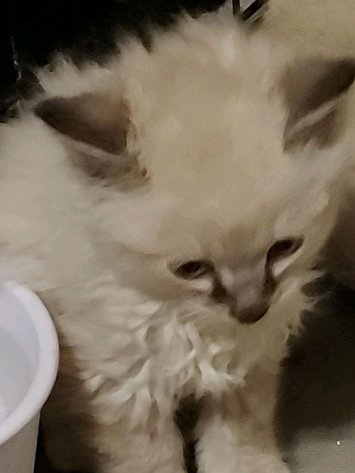 Ally Roman Apr 2019