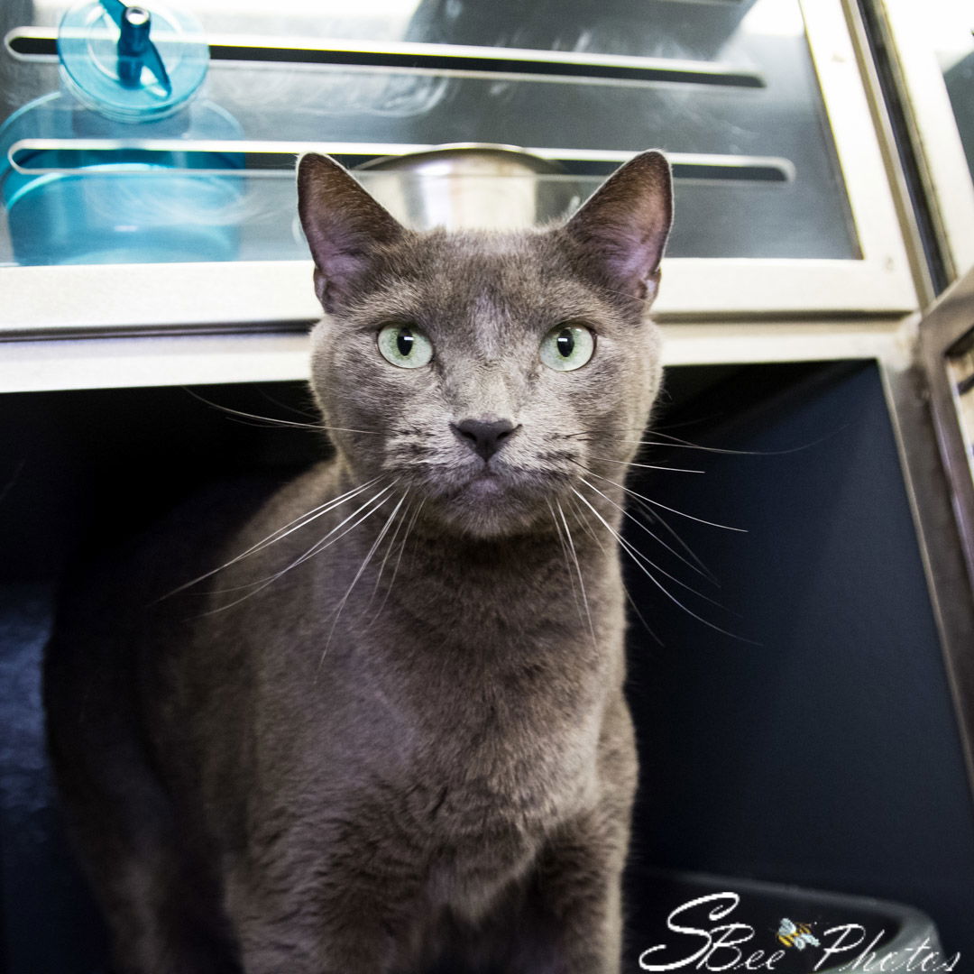 adoptable Cat in Saint Cloud, FL named Jinx