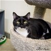 adoptable Cat in kissimmee, FL named Luna