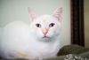 Bentley now Benjamin Hawthorne Nov 2017 DECEASED
