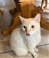 Bentley now Benjamin Hawthorne Nov 2017 DECEASED
