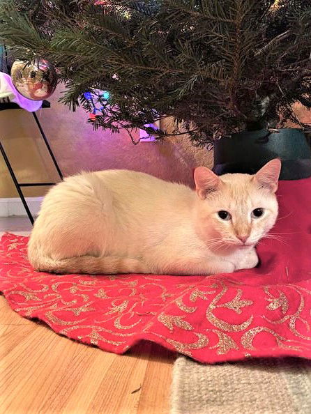 Bentley now Benjamin Hawthorne Nov 2017 DECEASED