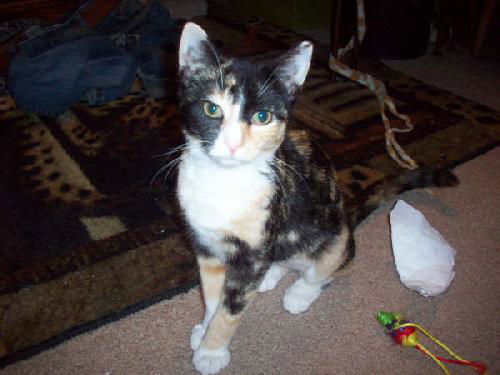 Foxy Harrison Feb 2009