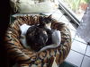Foxy Harrison Feb 2009