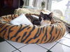 Foxy Harrison Feb 2009
