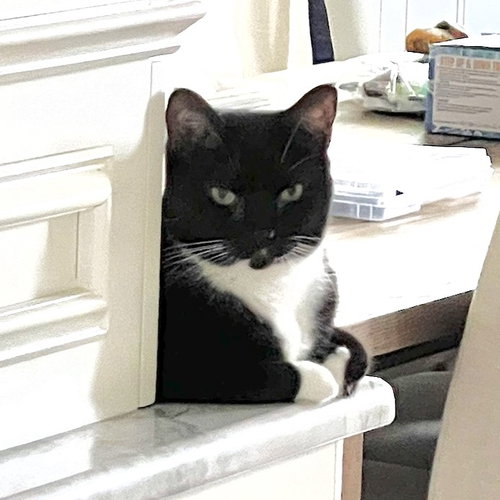 JUVE - Domestic Short Hair available for adoption