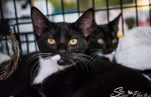 Jada --> Nala Rebolledo Aug 2019